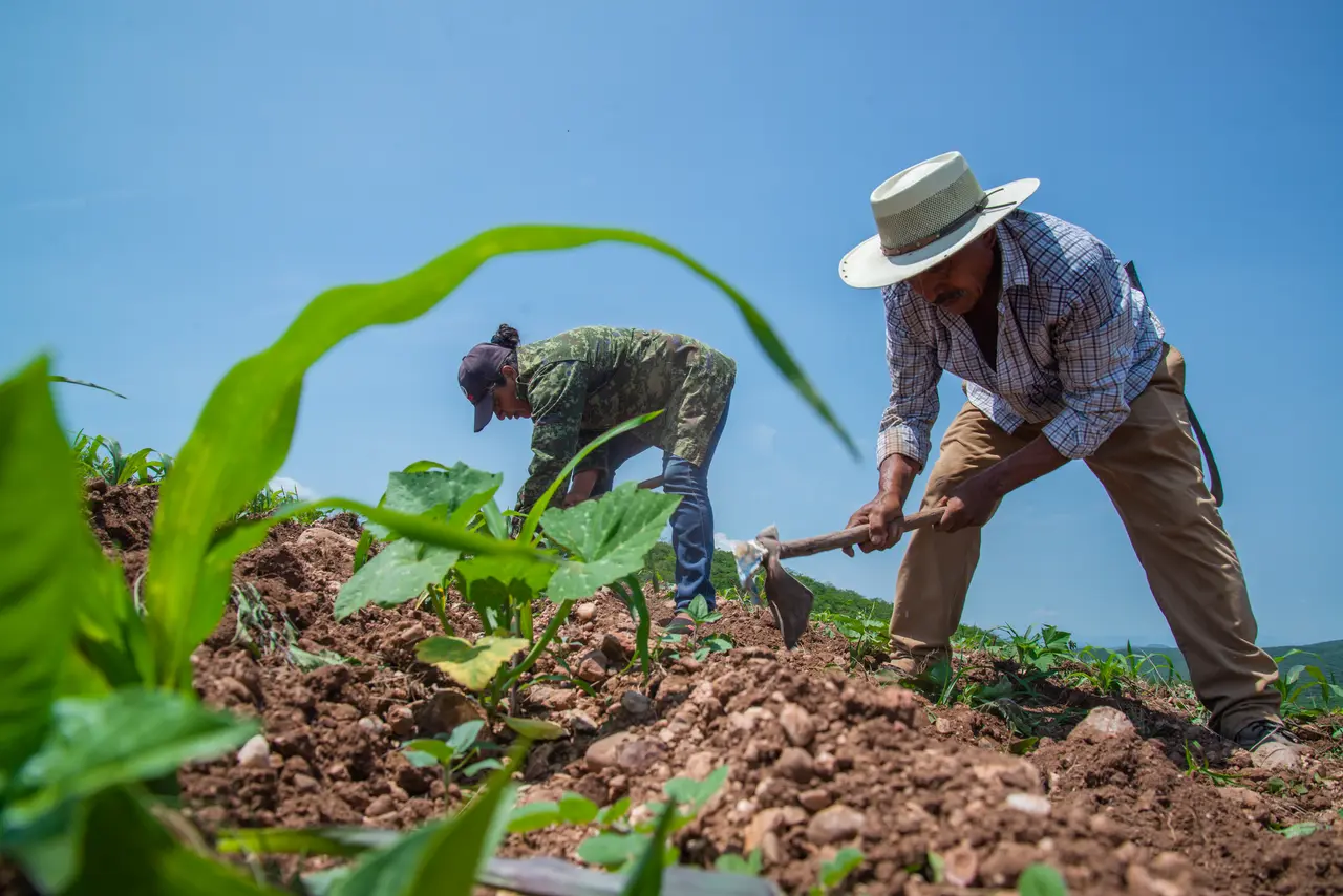 La agricultura es vital para la seguridad alimentaria y el desarrollo sostenible del mundo