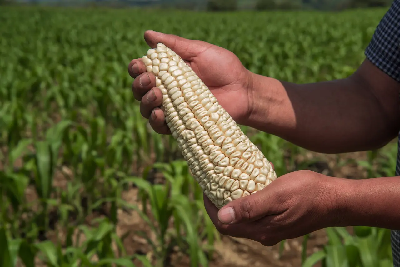 México no es el líder en producción de maíz,  ocupa el octavo lugar mundial en volumen
