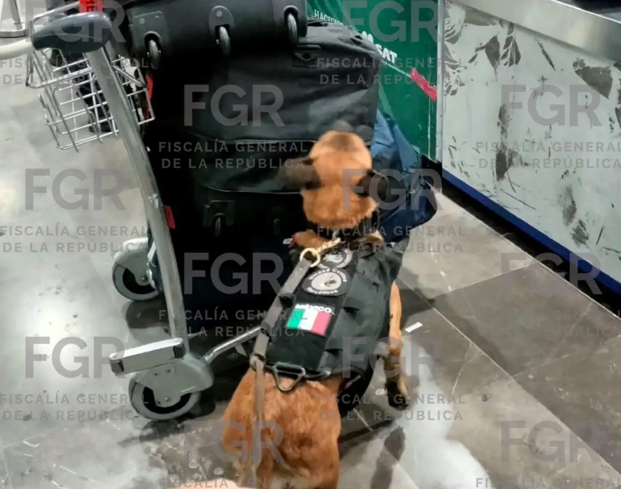 Asegura FGR 94.5 litros de cocaína en el Aeropuerto Internacional de Monterrey 
