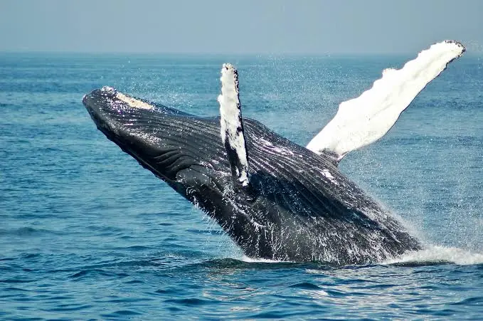 Iván Carrillo habla sobre el proyecto de gas natural licuado Amigo LNG en Guaymas, Sonora, y sus posibles efectos en las ballenas del Golfo de California