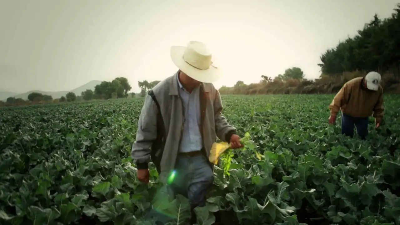 “Buscamos regenerar los suelos agrícolas de México”: FIRA