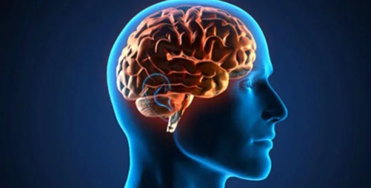 cerebro