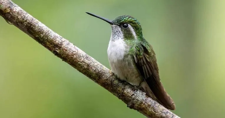 Colibríes utilizados para detectar metales tóxicos 
