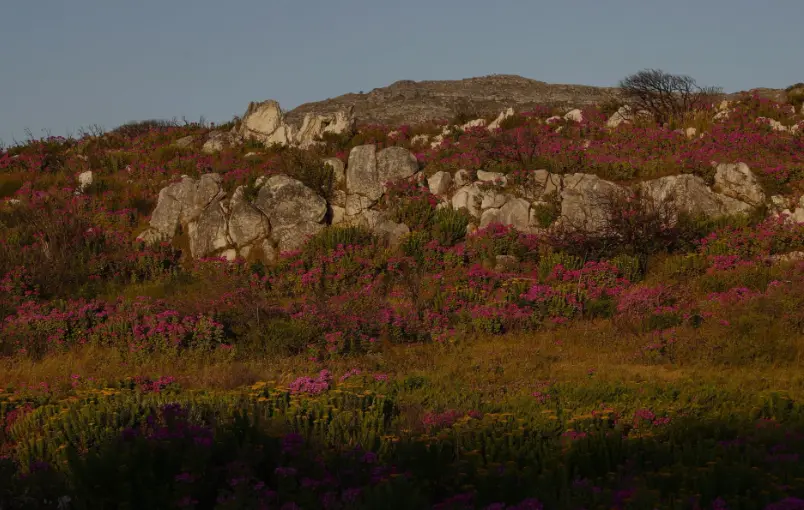 El clima cambia y las plantas alpinas buscan cómo sobrevivir