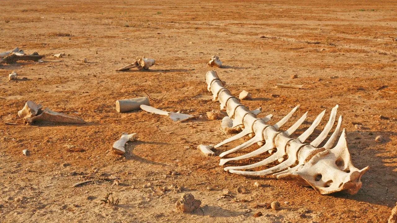 1. Extinciones animales: el impacto de las acciones humanas en la biodiversidad