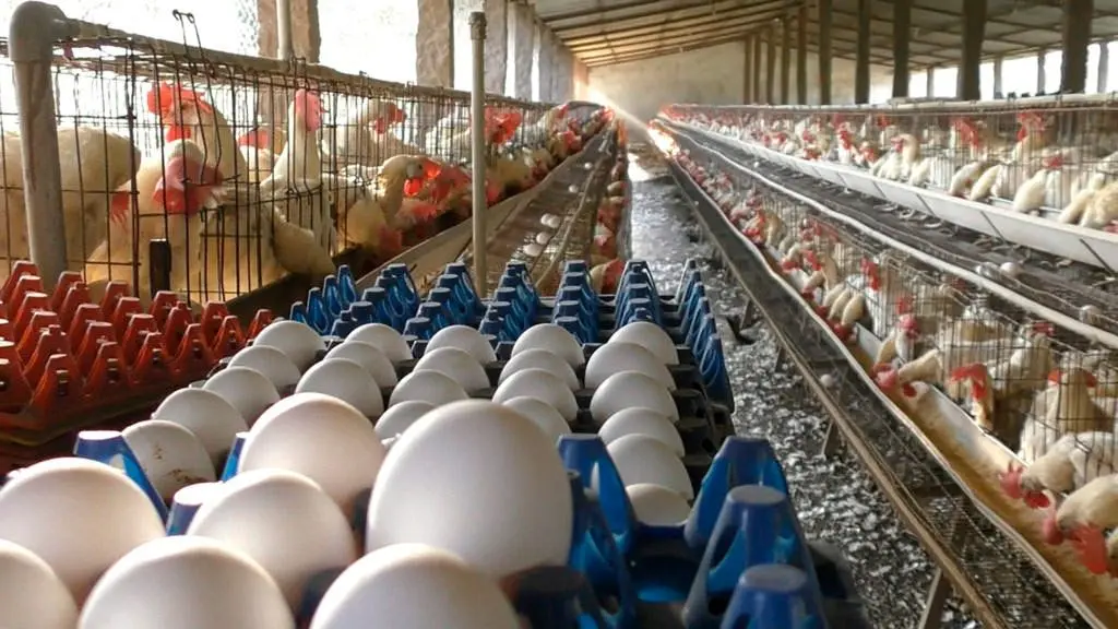 Imagen cortesía de huevoyvegano.com