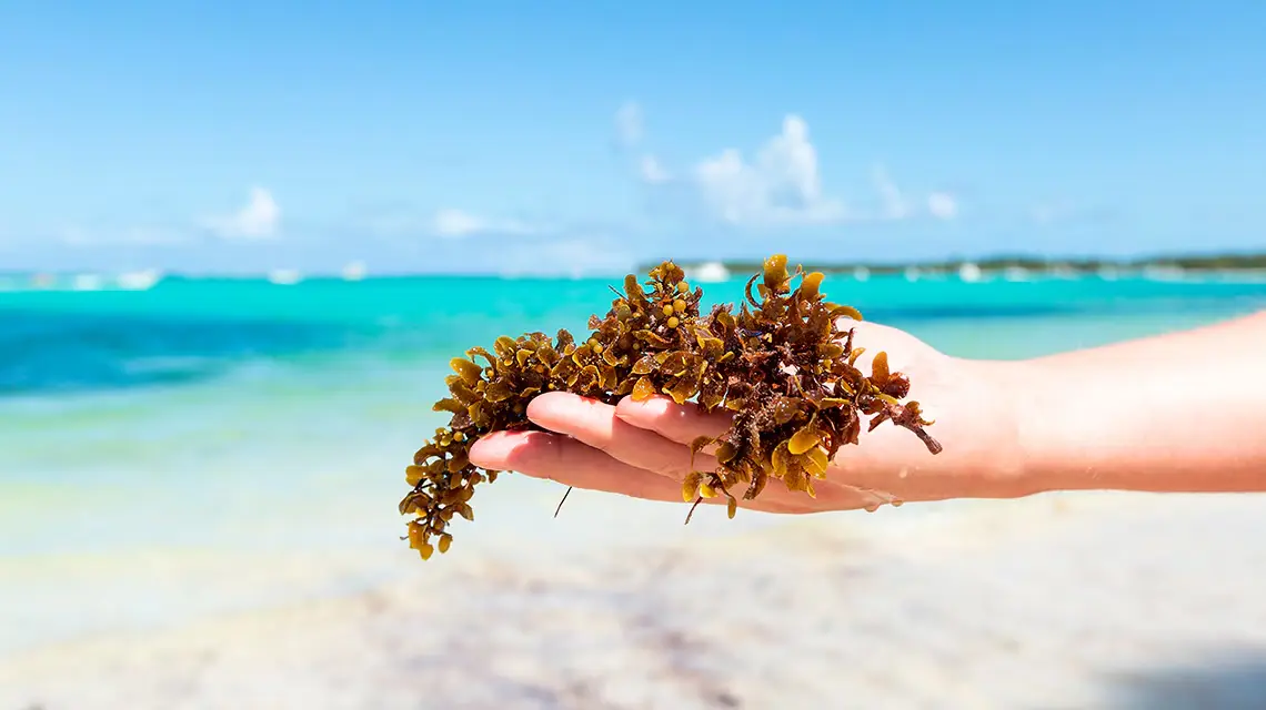 Sargazo en el caribe 
