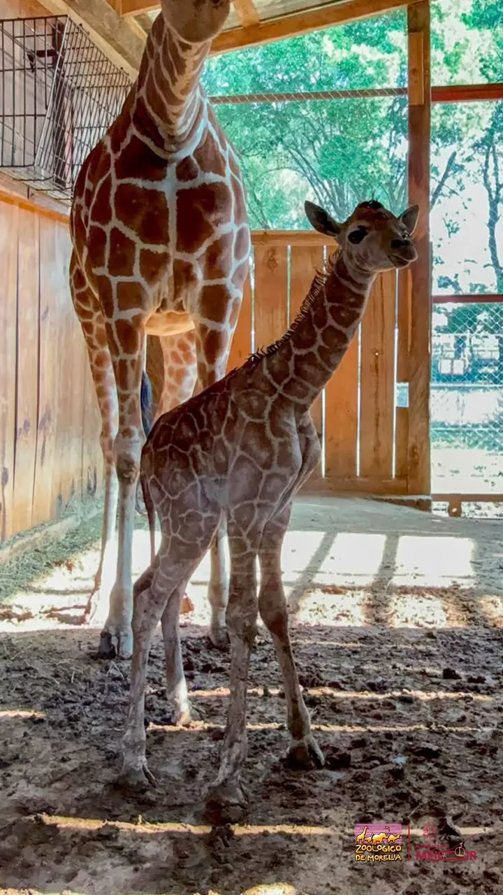 Jirafita en el zoológico de Morelia