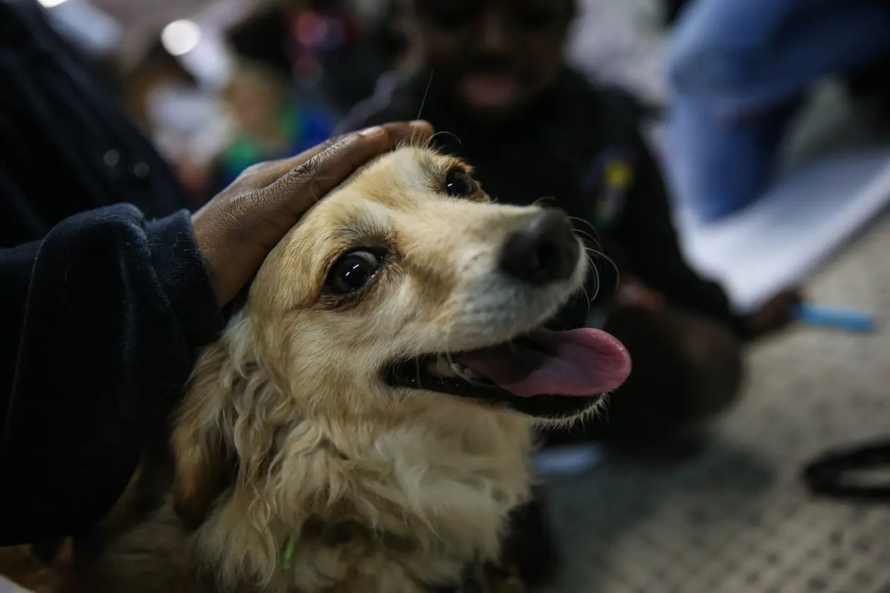 Llevan a 156 animales del Deportivo Galeana al Refugio Franciscano | FOTO EFE 