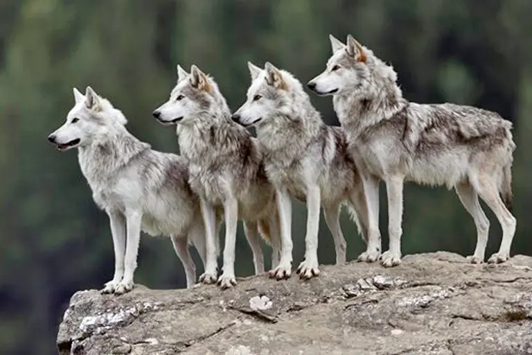 Lobo gris mexicano en su hábitat natural