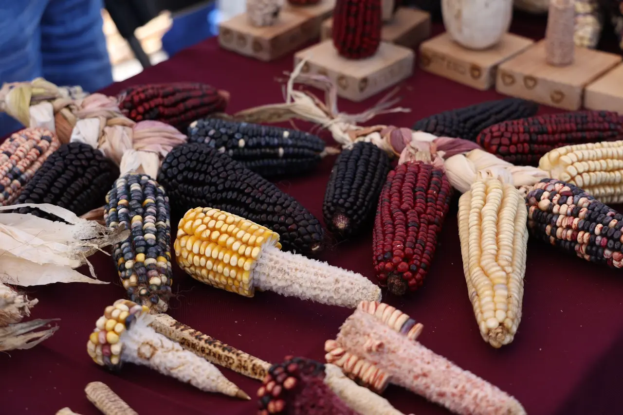 CDMX impulsa producción de maíz nativo y consumo local