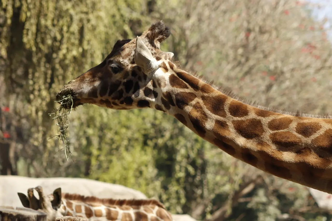 Muere “Fortunata”, la jirafa más longeva de la CDMX
