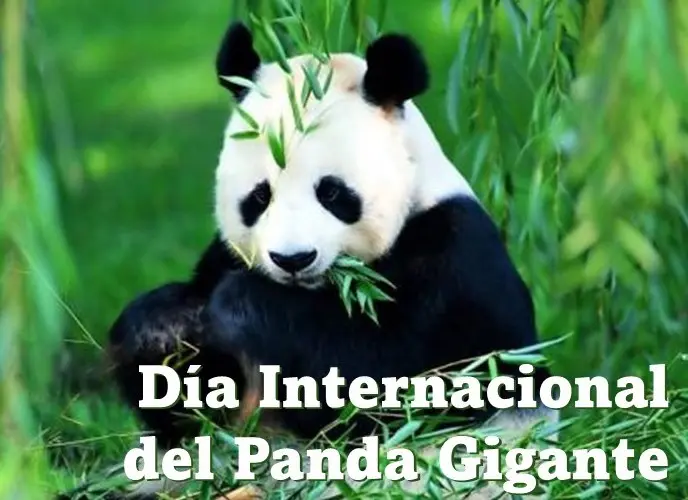 Día Internacional del Panda Gigante