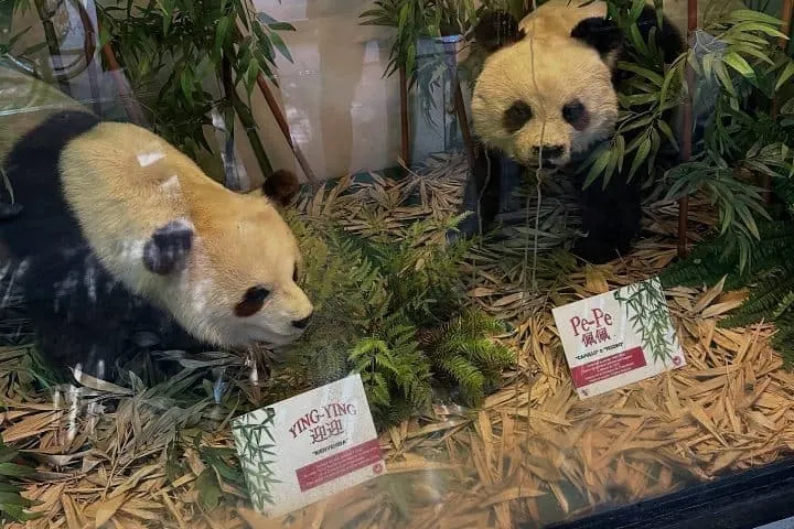 Figuras de Pe Pe y Ying Ying en el zoológico de Chapultepec Imagen cortesía de @david.rivera_s 