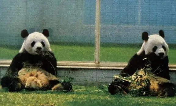 Pe Pe y Ying Ying, Imagen cortesía del Zoológico de Chapultepec