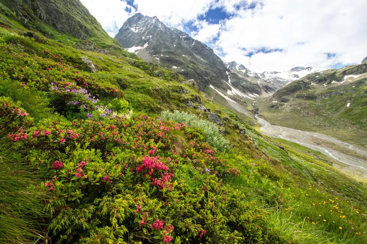Plantas alpinas de los Pirineos afectadas por el aumento de las temperaturas debido al cambio climático.