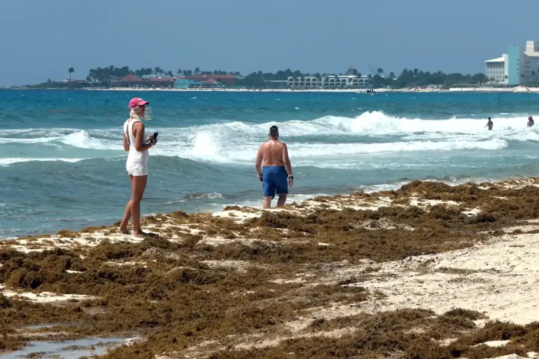 El sargazo llega a las playas del país 