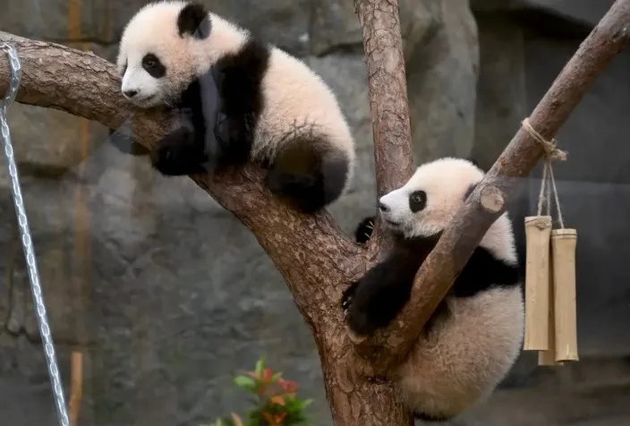 Imagen cortesía del Zoológico de Hong Kong