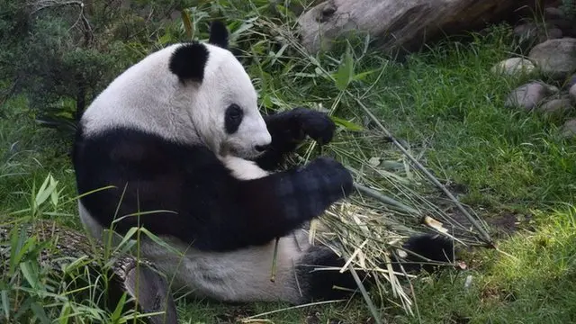 Shuan Shuan, imagen cortesía del Zoológico de Chapultepec