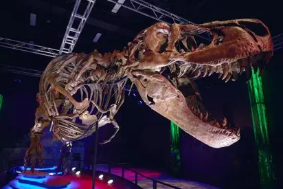 Investigadores estudian el esmalte dental de un T. rex para conocer su metabolismo