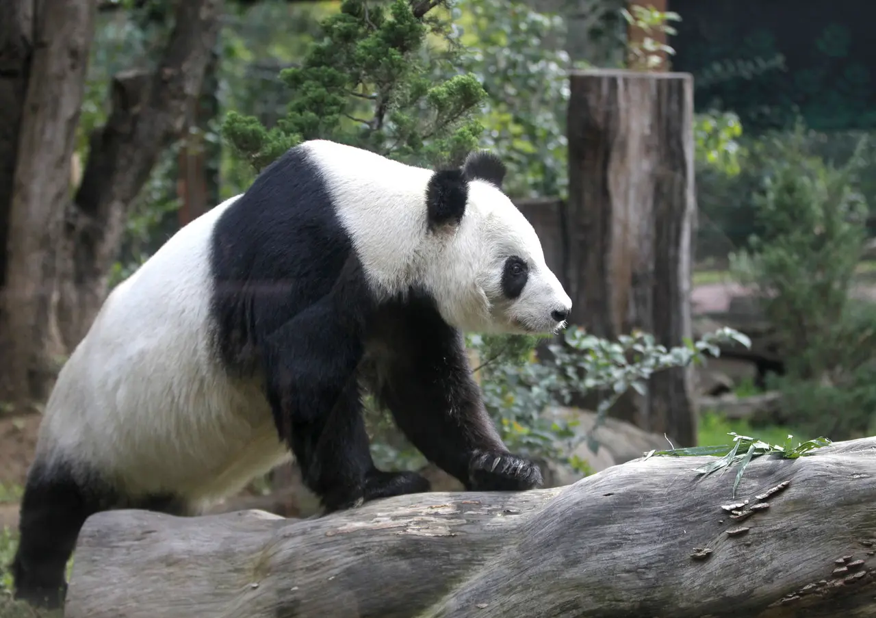 Tohuí Imagen cortesía del Zoológico de Chapultepec