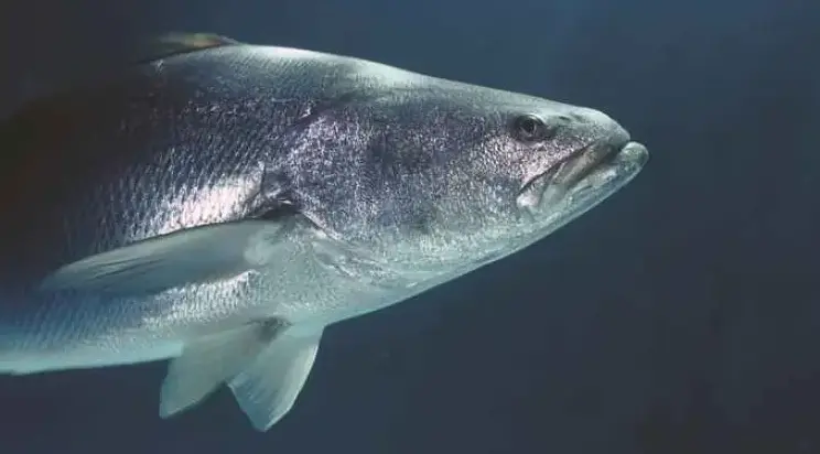 Ejemplar de totoaba, especie protegida cuya pesca y comercio ilegal afectan el ecosistema del Alto Golfo de California y la conservación de la vaquita marina