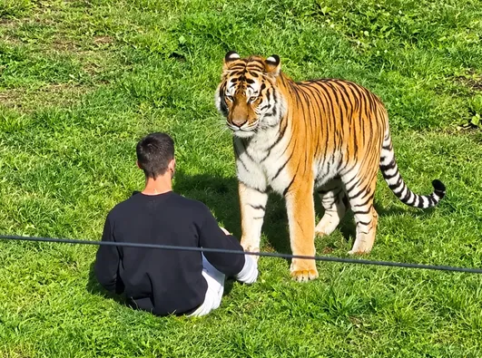 Un hombre muere tras entrar al área de los tigres | CAPTURA DE PANTALLA DE REDES SOCIALES, MEJORADA  CON IA 