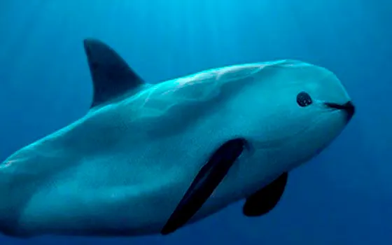 Redes de pesca y conservación: el desafío de proteger a la vaquita marina | FOTO GOBIERNO DE MÉXICO 