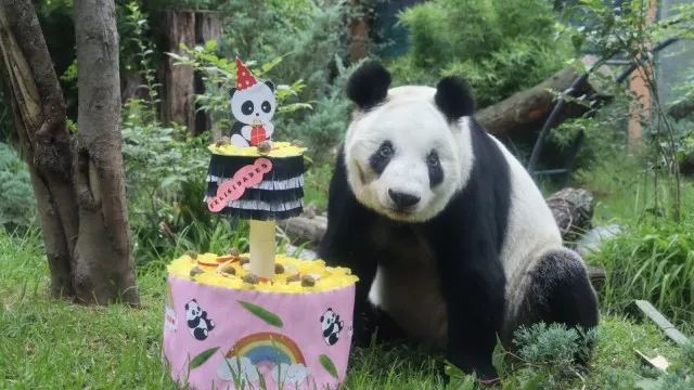 Xin Xin en su cumpleaños 34, imagen cortesías del Zoológico de Chapultepec