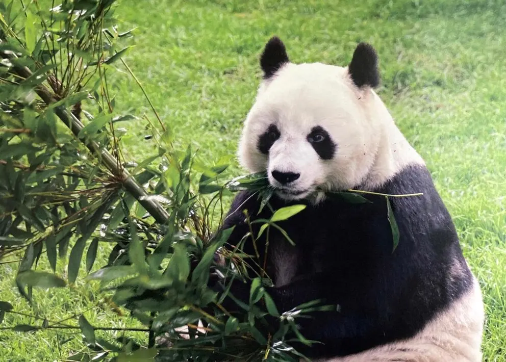 Xiu Hua, Imagen cortesía del Zoológico de Chapultepec