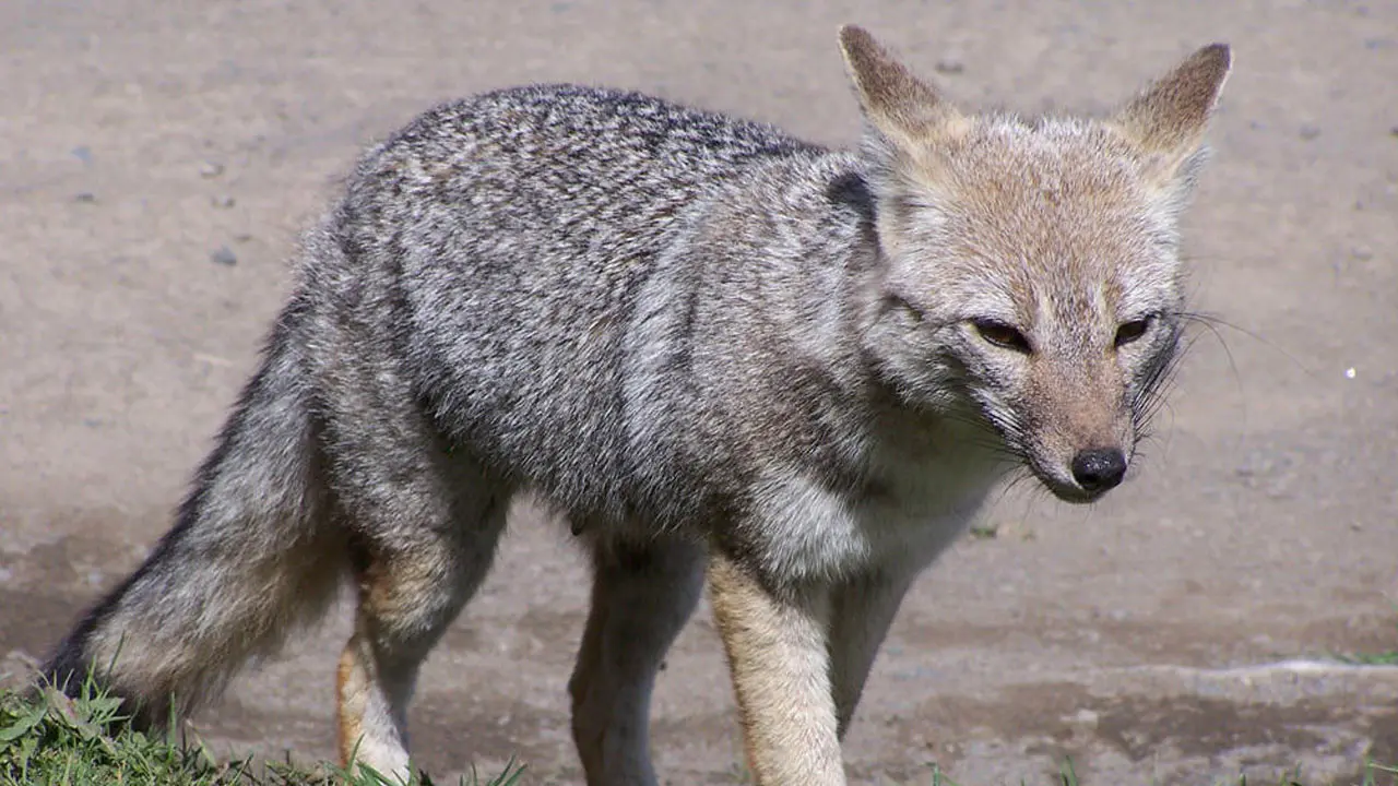 Zorra gris, especie silvestre en la que se confirmó la presencia del virus de la rabia en Cancún, Quintana Roo